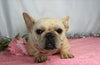 AKC Registered French Bulldog For Sale Wooster, OH Female- Inca