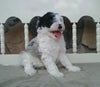 Mini Sheepadoodle For Sale Holmesville, OH Male- Venture