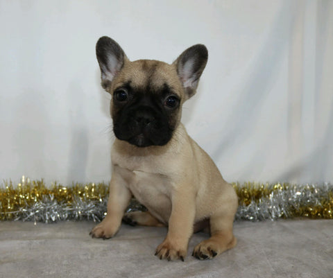 AKC Registered French bulldog For Sale Wooster, OH Female- Veta