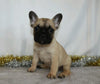 AKC Registered French bulldog For Sale Wooster, OH Female- Veta