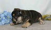 AKC Registered French Bulldog For Sale Wooster, OH Male- Victor