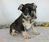 AKC Registered French Bulldog For Sale Wooster, OH Male- Victor