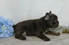 AKC Registered French Bulldog For Sale Wooster, OH Male- Vincent