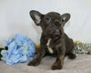 AKC Registered French Bulldog For Sale Wooster, OH Male- Vincent
