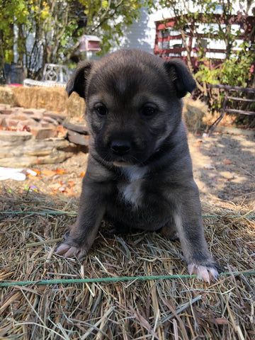 Shiba Inu Mix For Sale West Farmington, OH Female- Violet