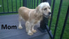 Candy Cane Female Cockapoo Puppy For Sale Millersburg Ohio