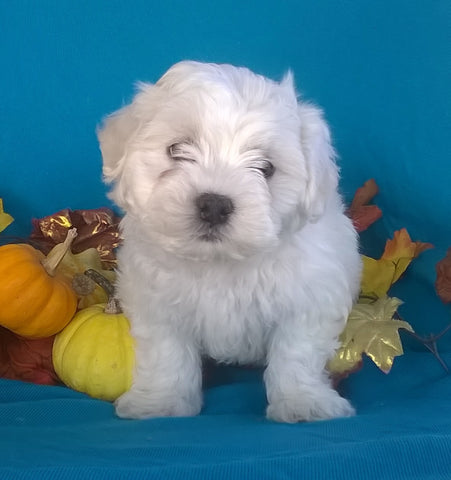 Shichon Puppy For Sale Male Millersburg Ohio Teddy Bear