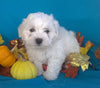 Shichon Puppy For Sale Male Millersburg Ohio Teddy Bear