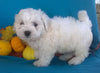 Shichon Puppy For Sale Male Millersburg Ohio Teddy Bear