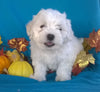 Shichon Puppy For Sale Male Millersburg Ohio Teddy Bear
