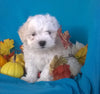 Shichon Puppy For Sale Male Millersburg Ohio Teddy Bear