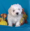 Shichon Puppy For Sale Male Millersburg Ohio Teddy Bear