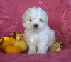 Shichon Puppy For Sale Female Millersburg Ohio Princess