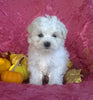 Shichon Puppy For Sale Female Millersburg Ohio Princess