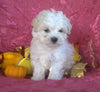 Shichon Puppy For Sale Female Millersburg Ohio Princess