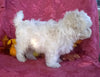 Shichon Puppy For Sale Female Millersburg Ohio Princess
