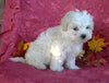 Shichon Puppy For Sale Female Millersburg Ohio Princess