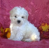 Shichon Puppy For Sale Female Millersburg Ohio Princess