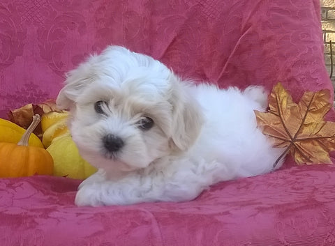 Shichon Puppy For Sale Female Millersburg Ohio Bella
