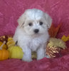 Shichon Puppy For Sale Female Millersburg Ohio Bella