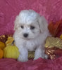 Shichon Puppy For Sale Female Millersburg Ohio Bella