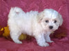 Shichon Puppy For Sale Female Millersburg Ohio Bella