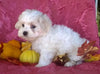 Shichon Puppy For Sale Female Millersburg Ohio Bella