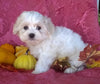 Shichon Puppy For Sale Female Millersburg Ohio Bella