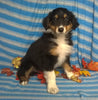 Purebred Australian Shepherd Puppy For Sale Berlin Ohio Male Cuddles
