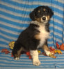 Purebred Australian Shepherd Puppy For Sale Berlin Ohio Male Cuddles