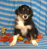 Purebred Australian Shepherd Puppy For Sale Berlin Ohio Male Cuddles
