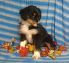 Purebred Australian Shepherd Puppy For Sale Berlin Ohio Male Cuddles