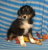 Purebred Australian Shepherd Puppy For Sale Berlin Ohio Male Cuddles