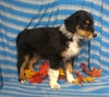 Purebred Australian Shepherd Puppy For Sale Berlin Ohio Male Cuddles