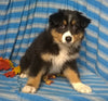 Purebred Australian Shepherd Puppy For Sale Berlin Ohio Male Buster