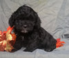 Cockapoo Puppy For Sale Berlin Ohio Male Midnight