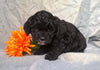 Cockapoo Puppy For Sale Berlin Ohio Male Midnight