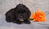 Cockapoo Puppy For Sale Berlin Ohio Male Midnight