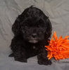 Cockapoo Puppy For Sale Berlin Ohio Male Midnight