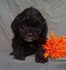 Cockapoo Puppy For Sale Berlin Ohio Male Midnight