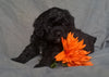 Cockapoo Puppy For Sale Berlin Ohio Male Munchkin