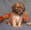 Cockapoo Puppy For Sale Berlin Ohio Muffin Female