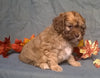 Cockapoo Puppy For Sale Berlin Ohio Muffin Female