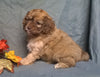 Cockapoo Puppy For Sale Berlin Ohio Muffin Female