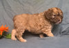 Cockapoo Puppy For Sale Berlin Ohio Muffin Female