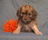 Cockapoo Puppy For Sale Berlin Ohio Muffin Female