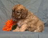 Cockapoo Puppy For Sale Berlin Ohio Muffin Female