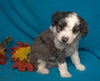 (Mini) AussieDoodle Male Blue Merle White Puppy For Sale Snuggles Berlin Ohio