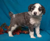(Mini) AussieDoodle Male Blue Merle White Puppy For Sale Snuggles Berlin Ohio