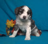 (Mini) AussieDoodle Male Blue Merle White Puppy For Sale Snuggles Berlin Ohio